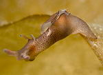 Aplysia punctata (Imagen: scottishnudibranchs.co.uk)