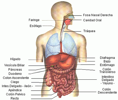 El sistema digestivo (comosalvarvidas.info)