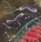 Helicobacter Pylori (paragraph.com.au)