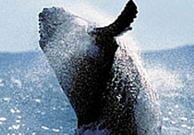 Ballena