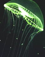 Medusa fluorescente Aequorea victoria