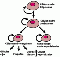 Evolucíón embrionaria