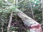 Aumenta la tala de árboles en las selvas tropicales