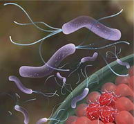 Helicobacter pylori