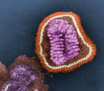 Particula del virus de la influenza