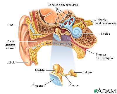 Estructura del oído