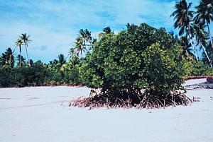Kiribati, un destino paradisíaco con sólo tres mil turistas al año (Richard B. Mieremet)