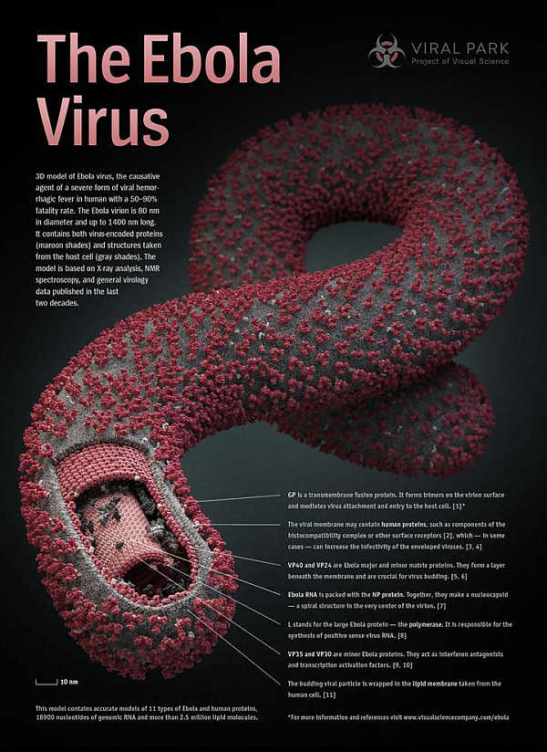 Asi es el virus del ebola - http://www.agenciasinc.es/Multimedia/Infografias/Asi-es-el-virus-del-Ebola