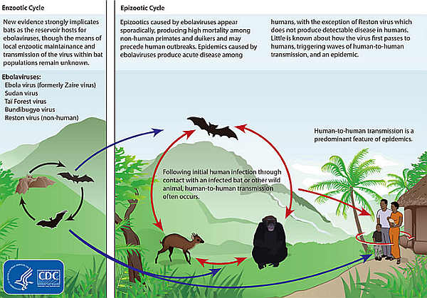 Ciclo del virus del ebola