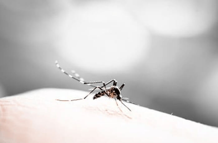 SOS Internacional: muertes por malaria siguen en aumento