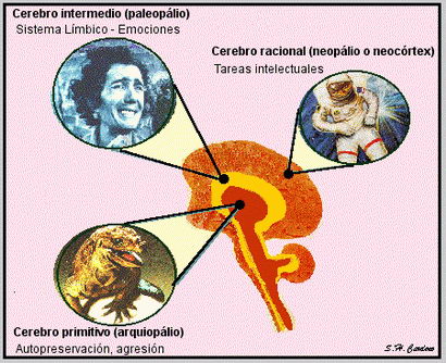 Paleopálio, arquiopálio y neopálio