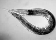 Nematodo Caenorhabditis elegans. Foto: Amy Pasouinelli, NIH.