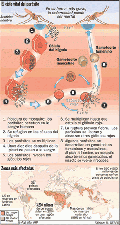Ciclo vital del parásito (Plasmodium) (eldeber.com.bo)