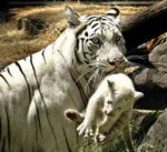 Las crías del tigre conviven con los adultos dos o tres años hasta que aprenden su independencia