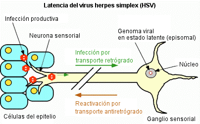 Latencia y reactivación del virus herpes simplex