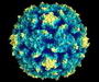 Virus de la poliomelitis