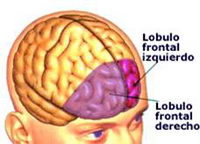 Los lóbulos prefrontales