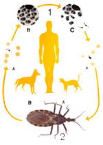 Ciclo evolutivo del Mal de Chagas