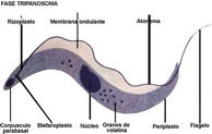 Trypanosoma cruzi (Imagen: alcha.org.ar)