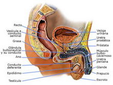 Sistema reproductor masculino