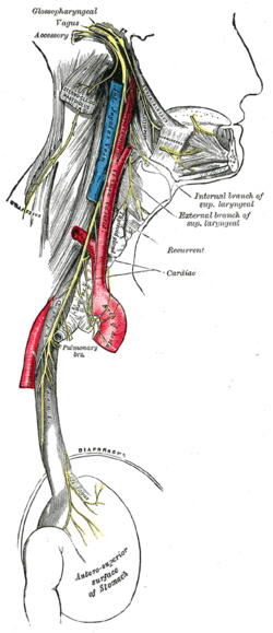 Nervio del vago (Wikipedia)