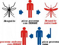 Ciclo de transmisión del dengue (Fuente: escuela11melo.galeon.com)