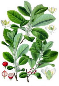 Hierba Mate (Ilex Paraguariensis)