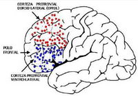 Cara lateral del hemisferio izquierdo de la corteza cerebral humana (Imagen: revmed.unal.edu.co)