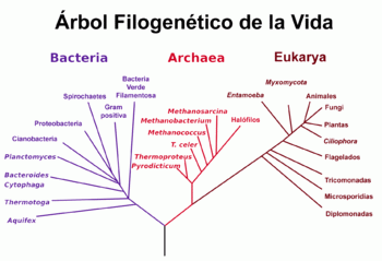 Árbol filogenético de los seres vivos