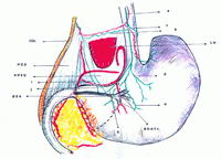 Nervio del vago en una vista anterior de la región hepato-bilio-gastro-duodeno-pancreática