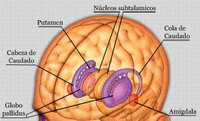 Crerebro humano mostrando la amígdala cerebral