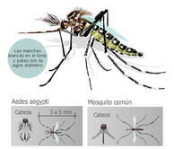 Mosquito Aedes Aegypti (intramed.net)