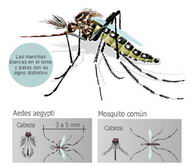 Aedes aegypti