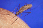 Mosquito Anopheles Gambiae