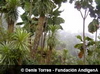 Frailejones arborescentes - Denis Torres (c) Fundacion Andigena