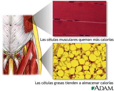 Células musculares y celulas grasas (imagen: nlm.nih.gov)