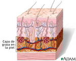 Capa de grasa en la piel (imagen: nlm.nih.gov)