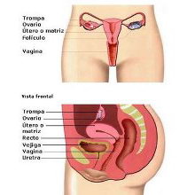 Sistema reproductor femenino