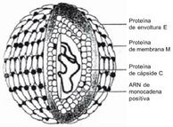 Esquema de la estructura del virus del dengue (scielo.org.pe)