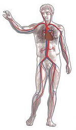 Sistema cardiovascular