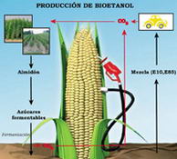 Ciclo de producción de bioetanol (Imagen: Radio Francia Internacional)