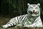 El tigre caza de noche y vive en solitario, es capaz de comer en un solo día hasta 40 kilos de carne y luego tardar varios días en volver a cazar